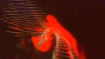 BEACH HOUSE - ESP (LYRIC ANIMATION)